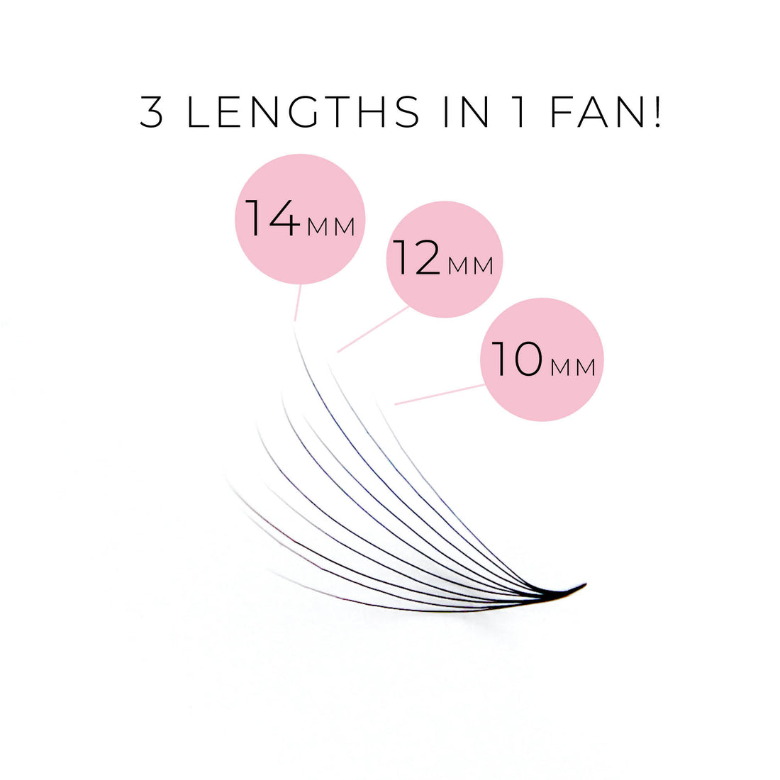 10D Camellia 0.05 Promade 500 Fans NEW XXL Tray - Premade Volume Fans